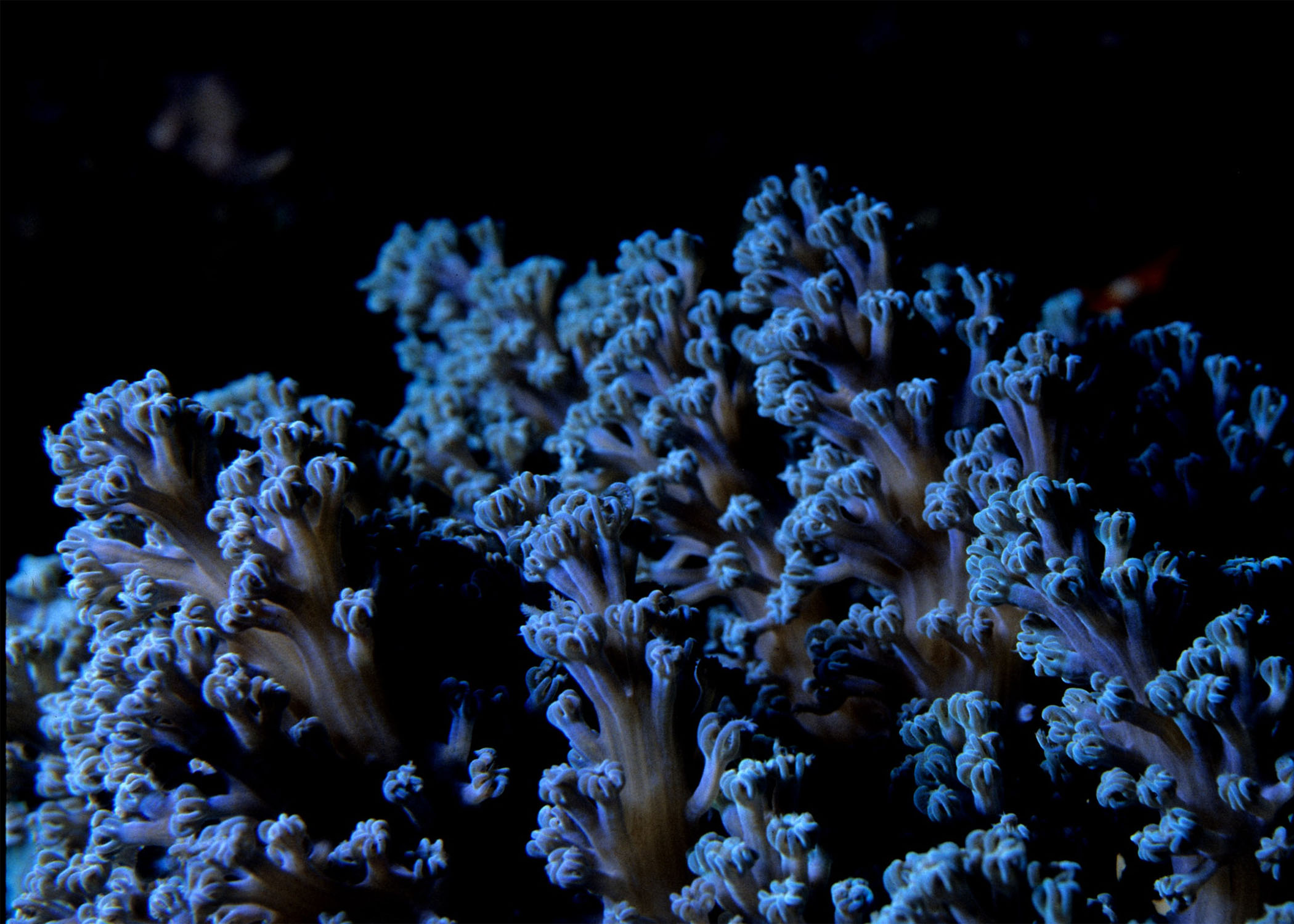 One Tree Reef. Cespitularia sp soft coral.